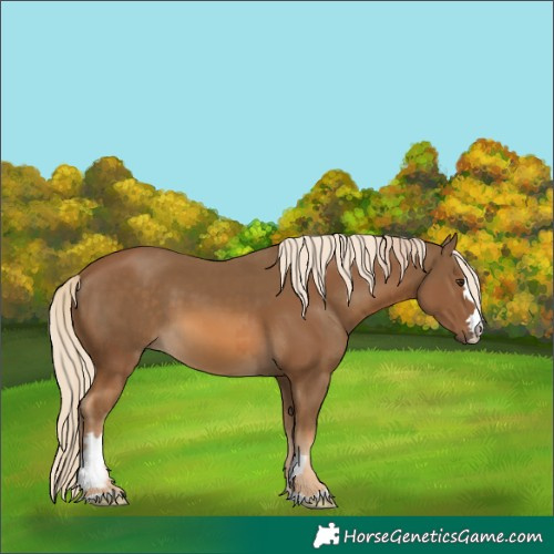 Horse Color:Chocolate Palomino  and Chocolate Palomino 