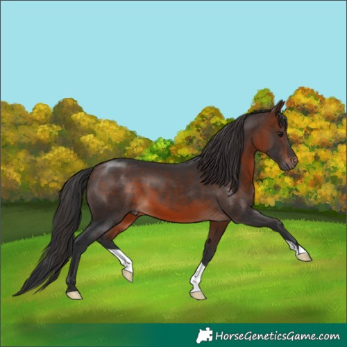 Horse Color:Brown Mushroom 