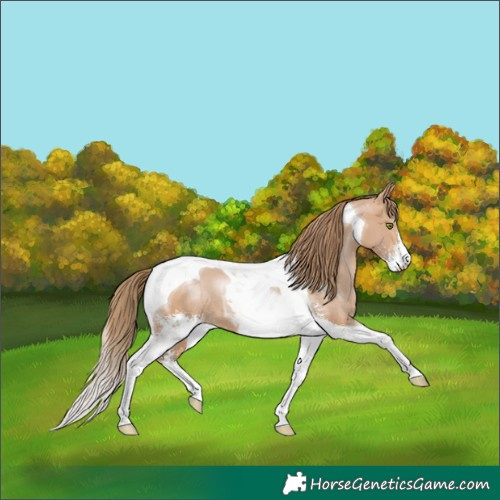 Horse Color:Brown Pearl Mushroom Sabino Tobiano