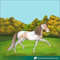 Horse Color:Brown Pearl Mushroom Sabino Tobiano 