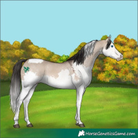 Horse Color:Brown Dun Splash Tobiano 