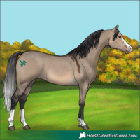 Horse Color:Brown Dun Sabino Tobiano 