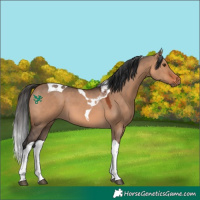 Horse Color:Brown Dun Tobiano 