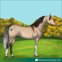 Horse Color:Bay Dun Tobiano 