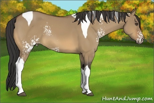 Horse Color:White Spotted Buckskin Dun Tobiano 