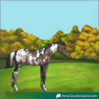 Horse Color:White Spotted Brown Dun Appaloosa Rabicano 