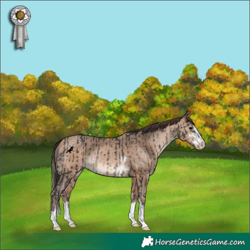 Horse Color:Black Rabicano  and Amber Champagne 