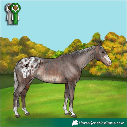 Horse Color:Black Appaloosa  and Silver Brown Appaloosa Rabicano 