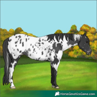 Horse Color:White Spotted Black Appaloosa Rabicano 