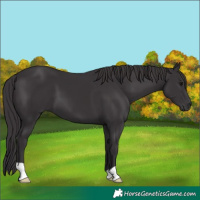 Horse Color:Smoky Black 
