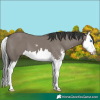Horse Color:Grullo Sabino Splash