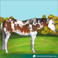 Horse Color:White Spotted Bay Sabino Splash Varnish 