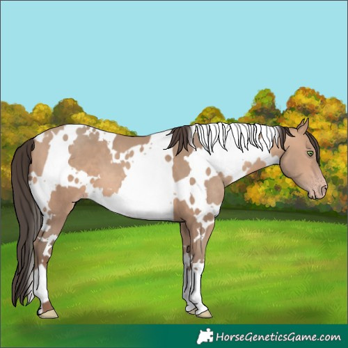 Horse Color:White Spotted Amber Champagne