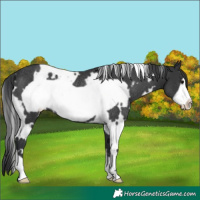 Horse Color:White Spotted Black Frame Rabicano