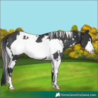 Horse Color:White Spotted Black Frame Rabicano 