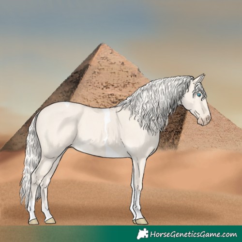 Horse Color:Cremello Dun Tobiano