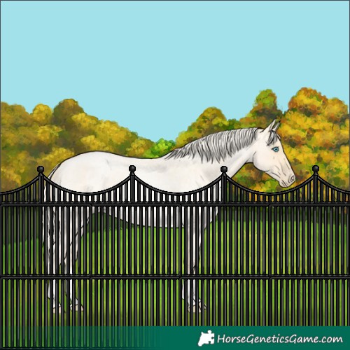 Horse Color:Palomino Roan Pearl  and Palomino Roan Pearl 