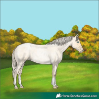 Horse Color:Palomino Roan Pearl  and Palomino Roan Pearl 