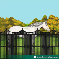 Horse Color:Palomino Roan Pearl  and Palomino Roan Pearl 