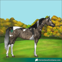 Horse Color:Gray White Spotted Brown Dun Tobiano Rabicano Brindle 