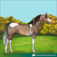 Horse Color:Bay Dun Sabino Tobiano Rabicano 