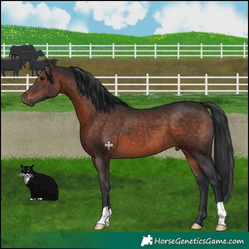 Horse Color:Brown 
