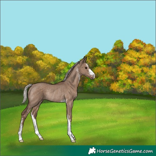 Horse Color:Silver Grullo Sabino Rabicano 
