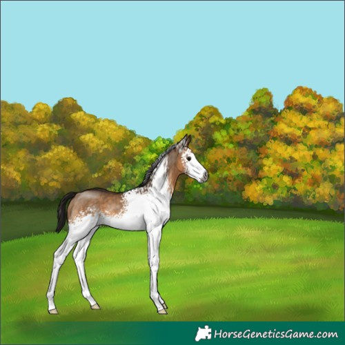Horse Color:Gray White Spotted Bay Dun Rabicano 