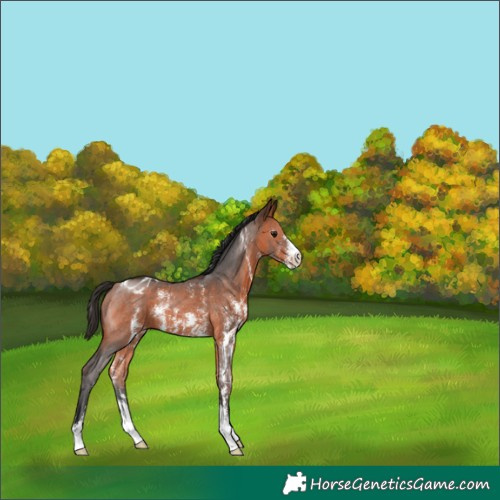 Horse Color:Bay Sabino Appaloosa 