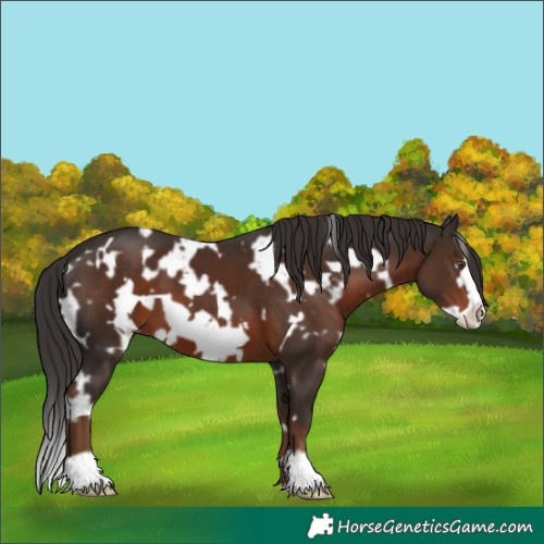 Horse Color:White Spotted Liver Chestnut Frame 