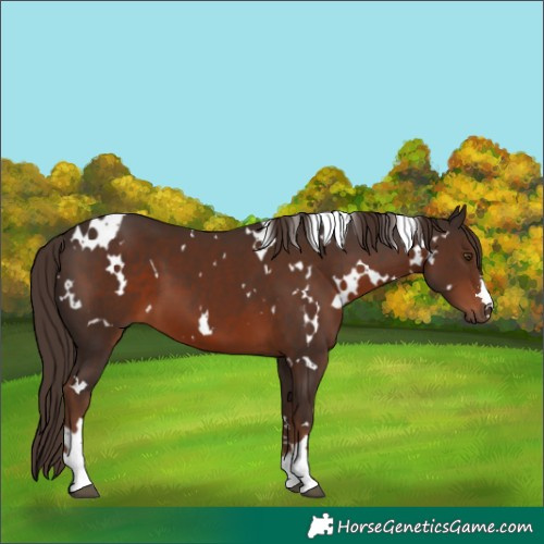 Horse Color:White Spotted Liver Chestnut