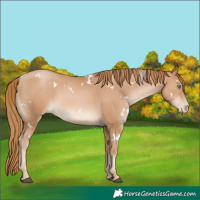 Horse Color:White Spotted Chestnut Pearl 