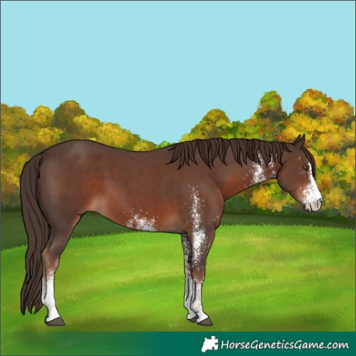 Horse Color:White Spotted Liver Chestnut