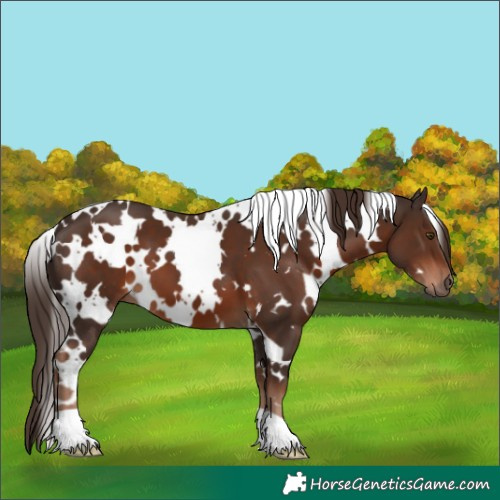 Horse Color:White Spotted Liver Chestnut 