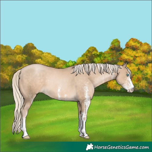 Horse Color:White Spotted Chocolate Palomino Pearl
