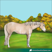 Horse Color:White Spotted Chocolate Palomino Pearl