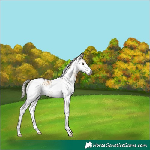 Horse Color:Gray White Spotted Silver Bay Dun Rabicano 