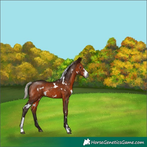 Horse Color:Gray White Spotted Silver Bay Sabino Rabicano 