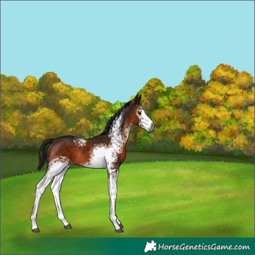 Horse Color:Gray White Spotted Bay Rabicano 