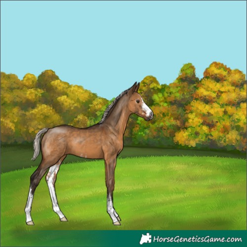 Horse Color:Gray Silver Bay Dun Sabino 