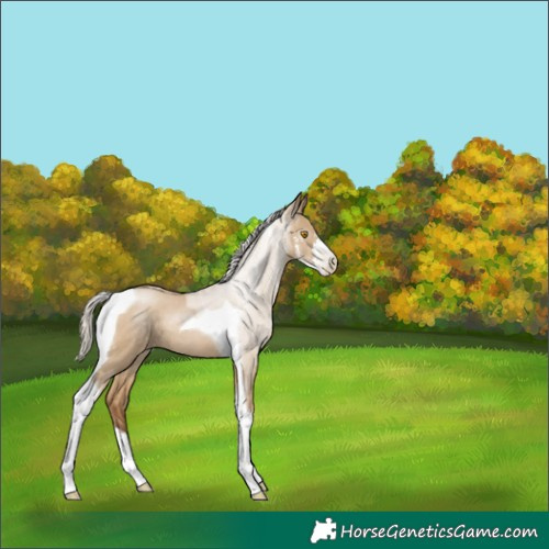 Horse Color:Gray Silver Grullo Pearl Sabino Tobiano 