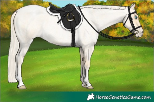 Horse Color:Palomino Roan Pearl  and Palomino Roan Pearl 