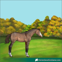 Horse Color:Brown Dun Appaloosa 