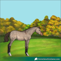 Horse Color:Brown Dun Appaloosa Rabicano 