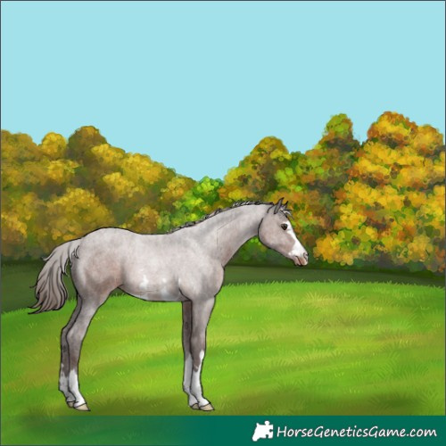 Horse Color:Liver Chestnut Varnish 