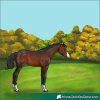 Horse Color:Bay Appaloosa