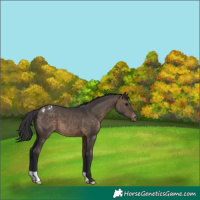 Horse Color:Brown Dun Appaloosa 