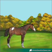 Horse Color:Bay Appaloosa