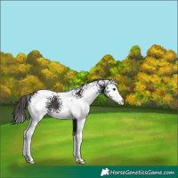 Horse Color:White Spotted Smoky Black Varnish 