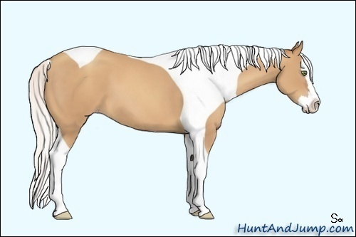 Horse Color:Silver Classic Champagne Splash Tobiano 